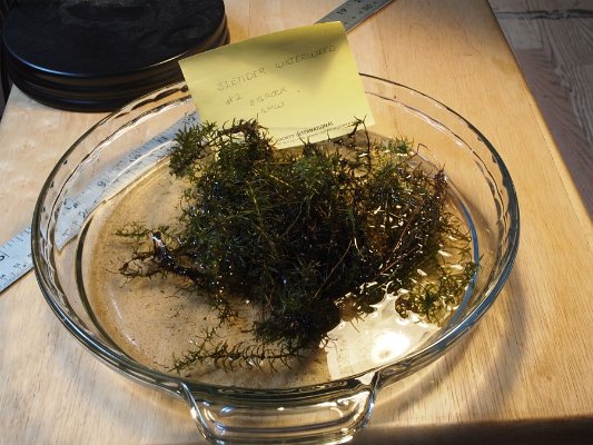 14slender_waterweed_elodea_mix_ques