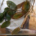 13ribbon-leaf_pondweed1