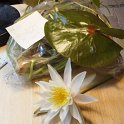 14fragrant_water_lilly