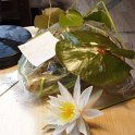 14fragrant_water_lilly2