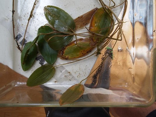 13ribbon-leaf_pondweed1