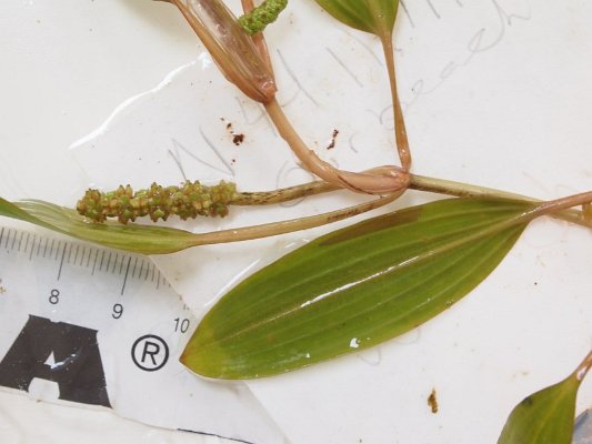 13ribbon-leaf_pondweed_fruit
