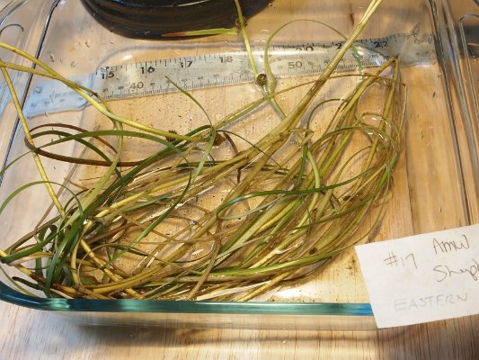 14eastern_bur-reed