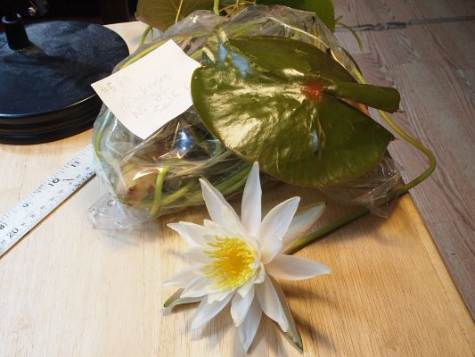 14fragrant_water_lilly