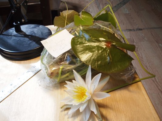 14fragrant_water_lilly2