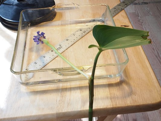 14pickerelweed