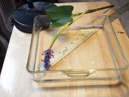 14pickerelweed3