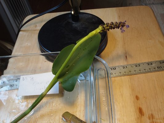 14pickerelweed4