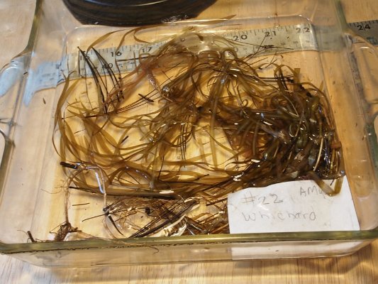 14ribbon-leaf_pondweed1