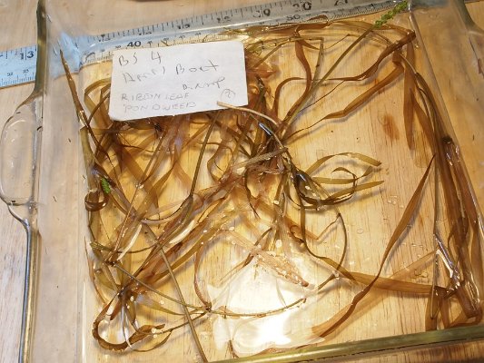 14ribbon-leaf_pondweed3