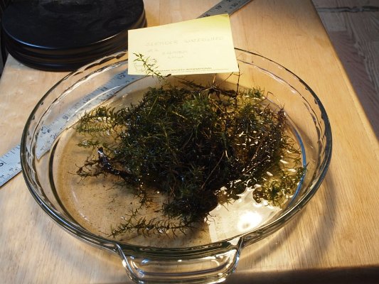 14slender_waterweed_elodea_mix_ques2