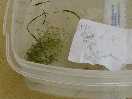 SITE19NORTHERNSNAILSEEDEDPONDWEED