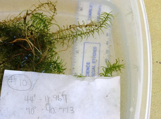 site10slenderwaterweed