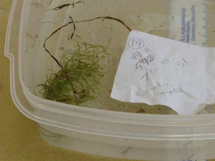site19northernsnailseededpondweed
