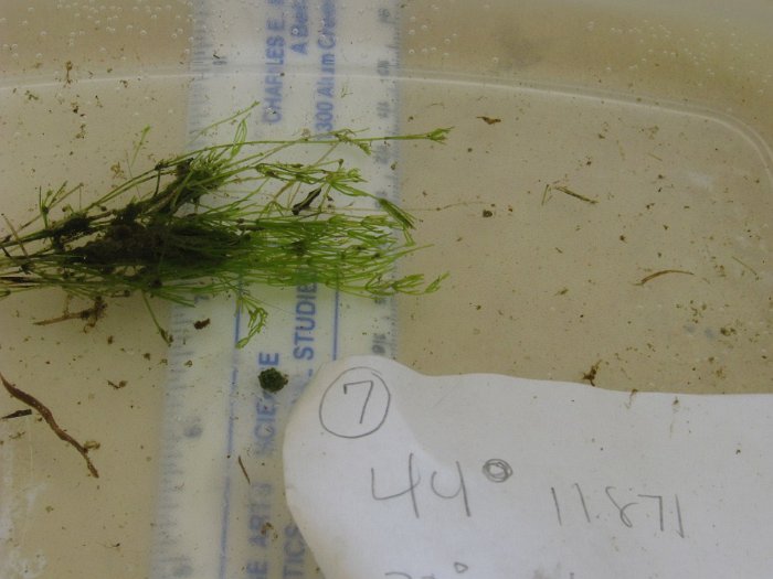 site7nitella
