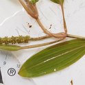 13ribbon-leaf_pondweed_fruit
