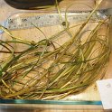 14eastern_bur-reed