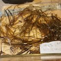 14ribbon-leaf_pondweed1