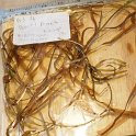 14ribbon-leaf_pondweed3