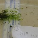 SITE7NITELLA