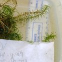 site10slenderwaterweed