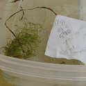 site19northernsnailseededpondweed