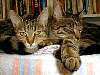 kitties.jpg